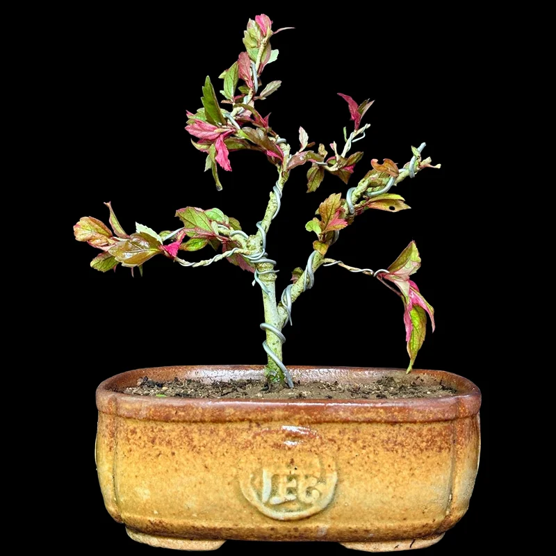 HIBISCUS COOPERI